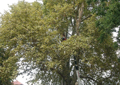 Consolidamento del platano Monumentale del Parco Cavour di Santena