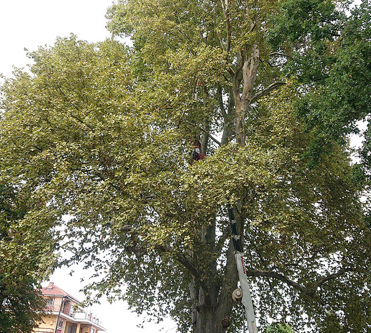 Consolidamento del platano Monumentale del Parco Cavour di Santena