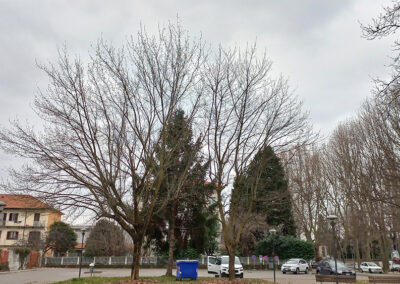 Redazione capitolato e progettazione potature delle alberate del comune di Rivarolo Canavese