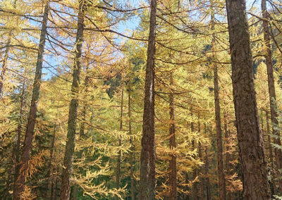 Indagine sul patrimonio arboreo delle aree antropizzate del Comune di Courmayeur