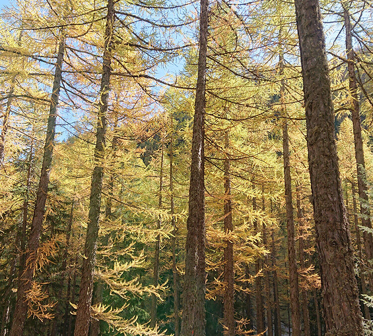 Indagine sul patrimonio arboreo delle aree antropizzate del Comune di Courmayeur